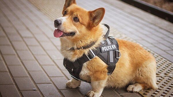 Полицейская собака породы корги по кличке Рыжий