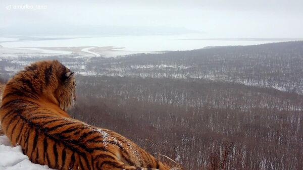 Краснокнижный амурский тигр на фоне Владивостока 