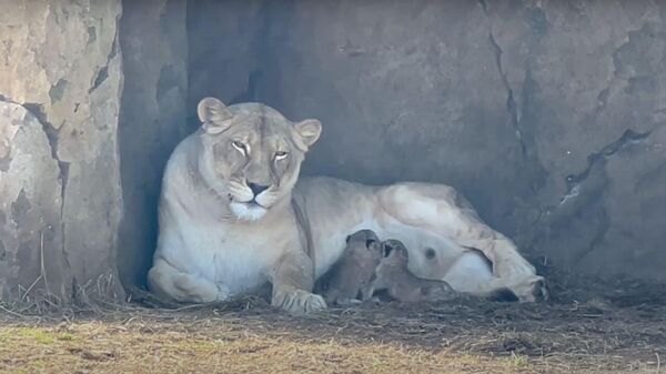 В крымском сафари-парке Тайган у пары львов родилась двойня