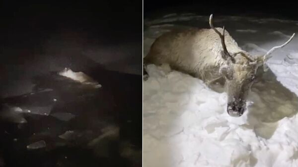 Северный олень, спасенный сотрудниками Бурприроднадзора в Бурятии