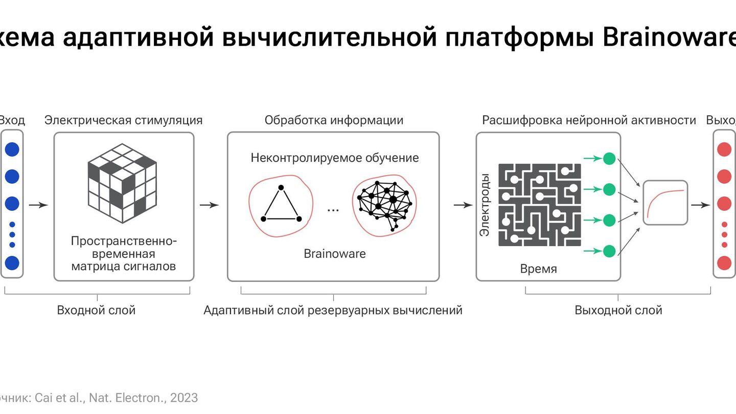 Живая