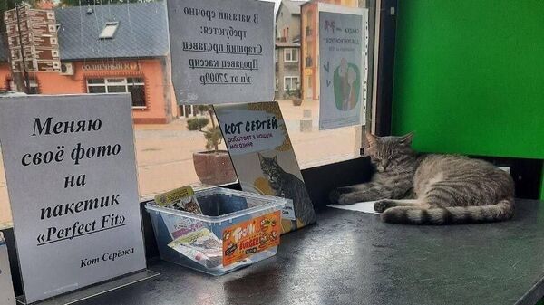 Жители Зеленоградска в Калининградской области собрали более 500 подписей в защиту кота Сергея