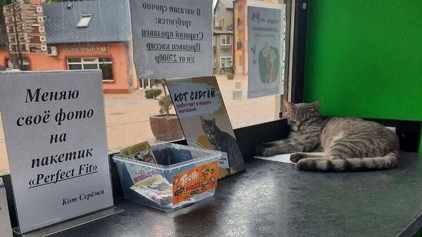 Товары для кошек и котов - интернет-магазин «Юг-Маркет»