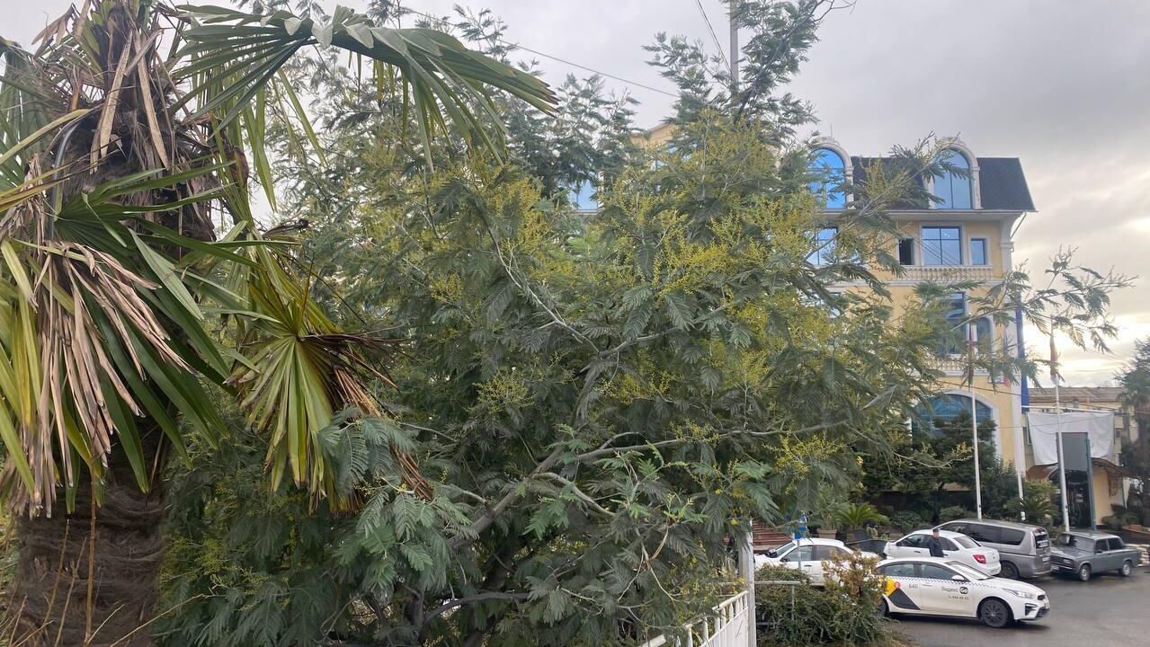 Мимоза распустилась в Сочи - РИА Новости, 1920, 11.01.2024