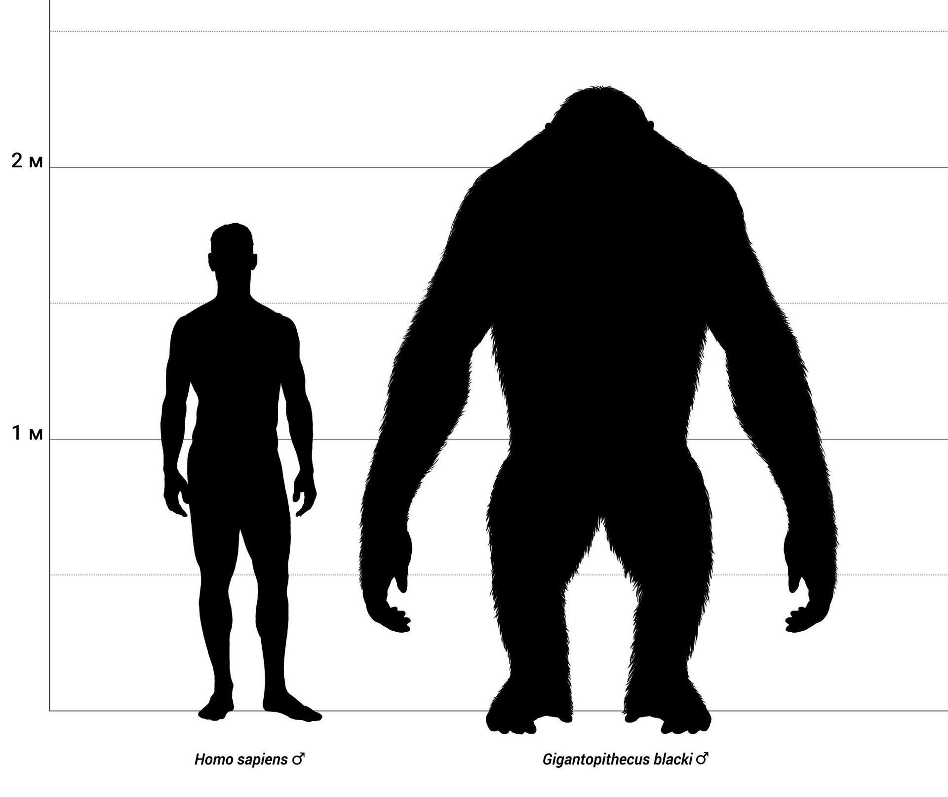 Сравнение человека и гигантопитека - РИА Новости, 1920, 12.01.2024