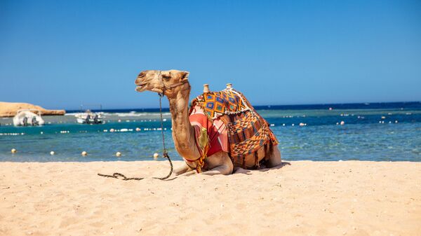 Верблюд на пляже в Египте