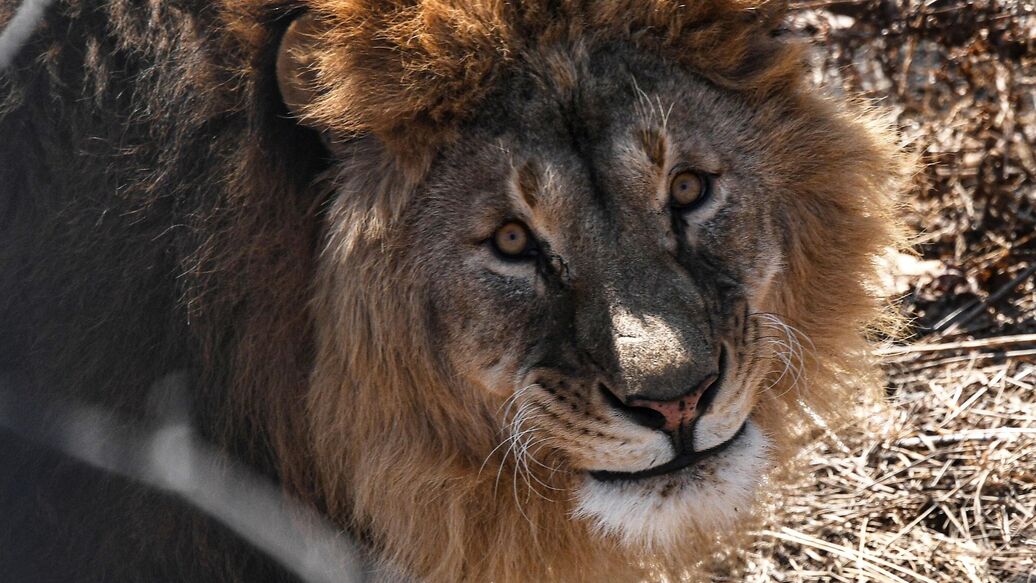 В Кении лев загрыз ребенка
