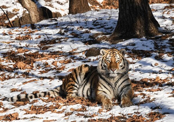Амурский тигр в Приморском сафари-парке