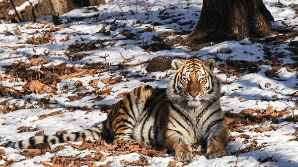 Амурский тигр в Приморском сафари-парке