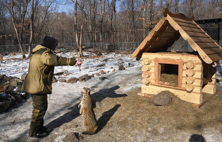 Сотрудник сафари-парка кормит дальневосточного лесного кота