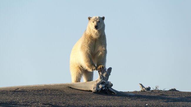 Белый медведь на побережье Восточно-Сибирского моря