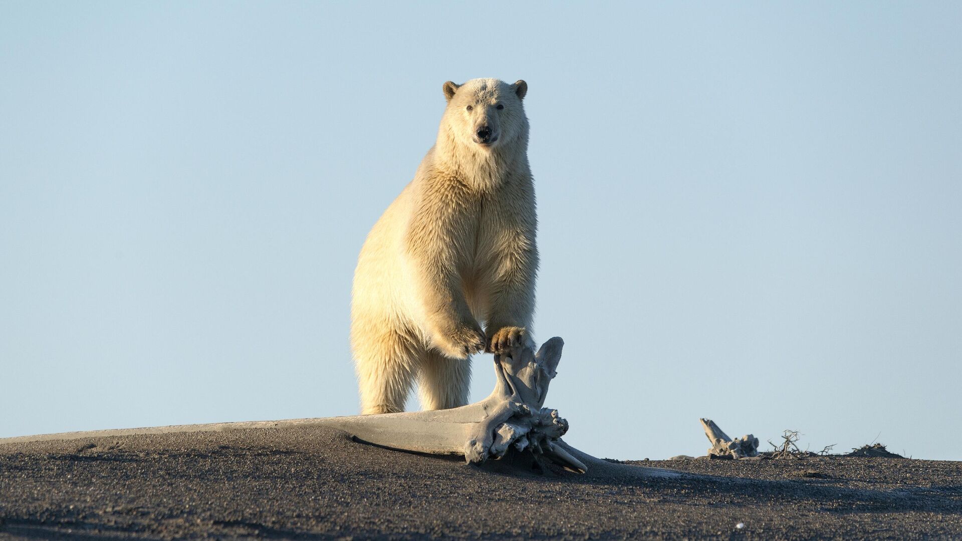 Белый медведь на побережье Восточно-Сибирского моря - РИА Новости, 1920, 20.06.2024