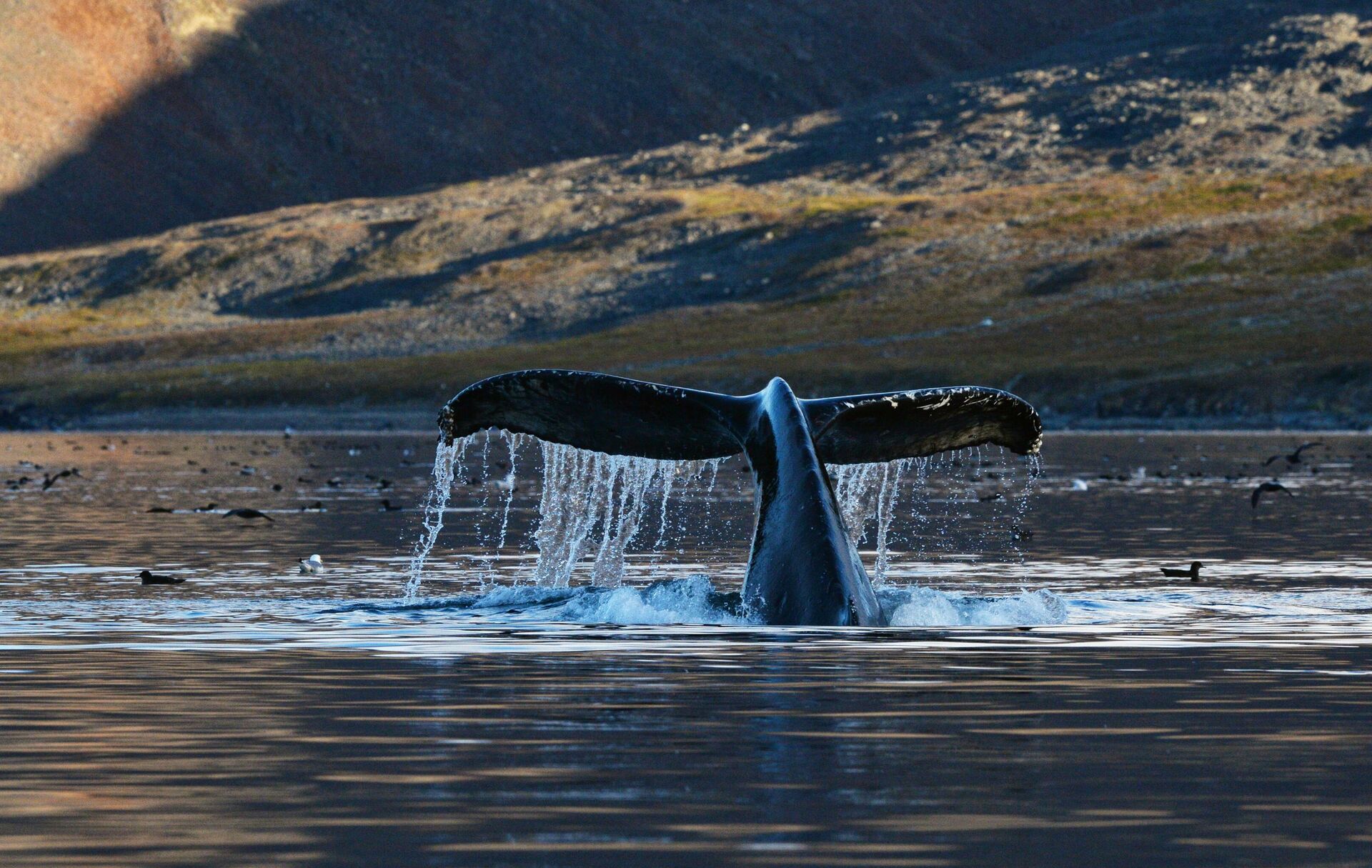 Серый кит в проливе Сенявина у острова Ыттыгран в Чукотском автономном округе Серый кит в проливе Сенявина у острова Ыттыгран в Чукотском автономном округе