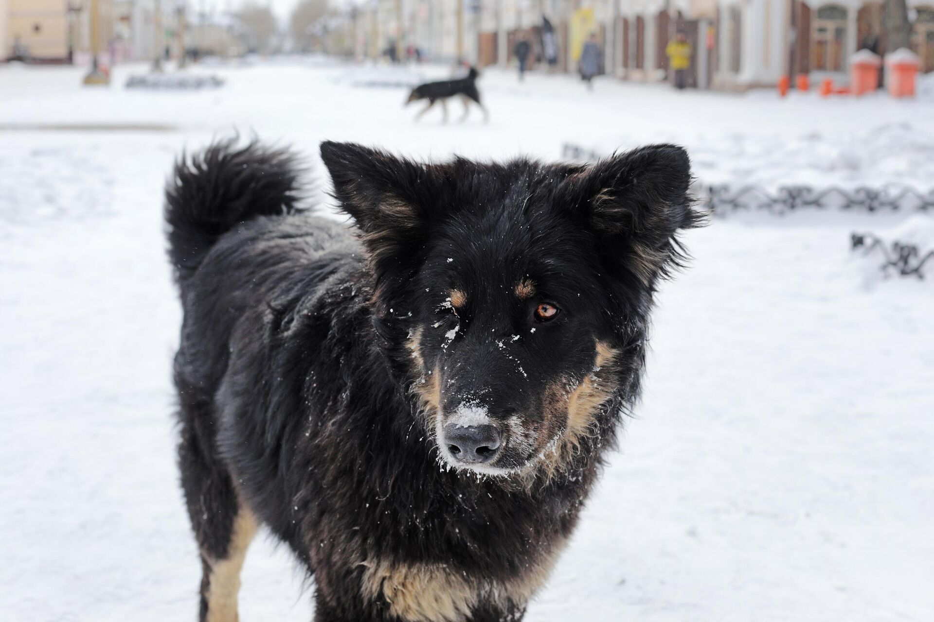Собака на одной из улиц в центре Улан-Удэ - РИА Новости, 1920, 25.01.2024