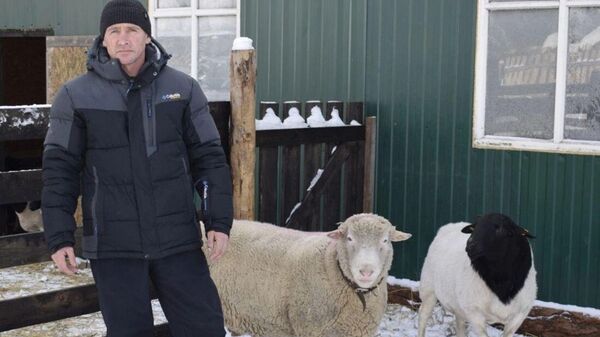 Овцы новых пород появились у фермера на Алтае