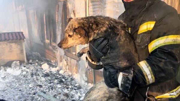Сотрудники МЧС России во время тушения пожара в приюте для животных в Южно-Сахалинске