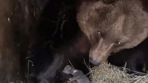 В зоопарке Сказка на Южном берегу Крыма родились два медвежонка