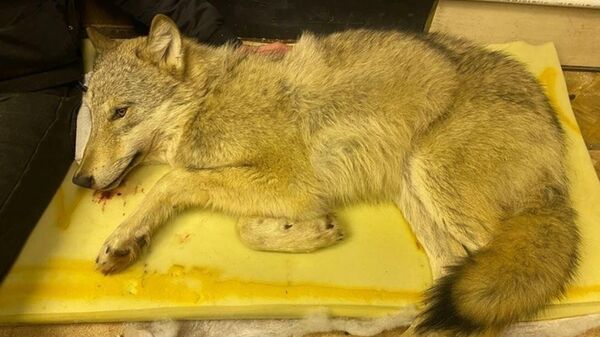 Сбитый волк, найденный волонтерами в пермском Кунгуре