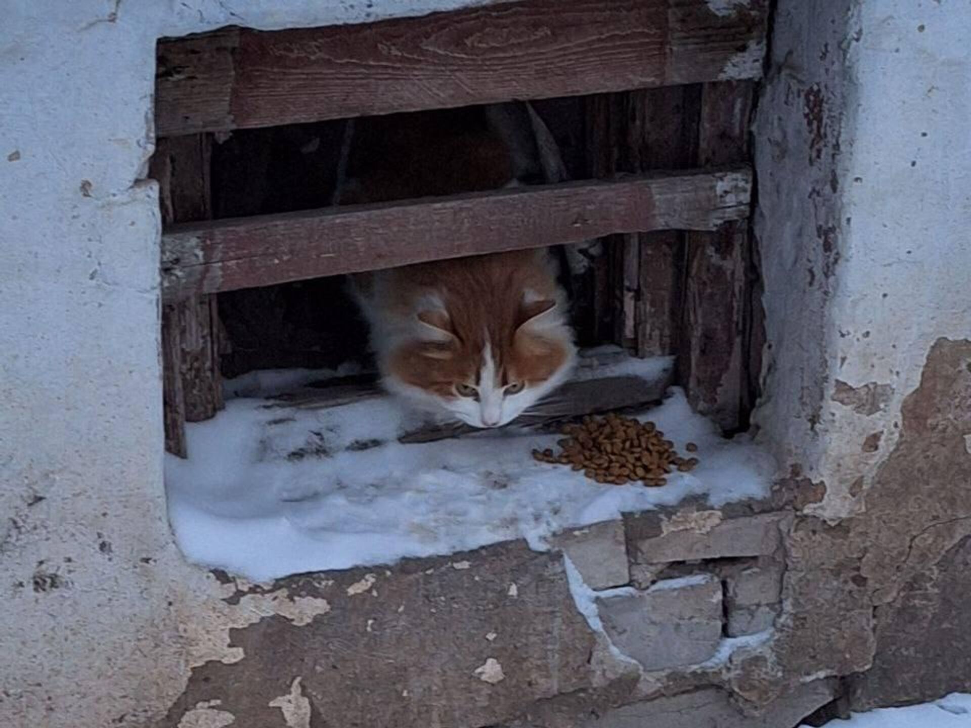 Коту, принятому в Кирове за Твикса, ищут хозяев - РИА Новости, 22.01.2024