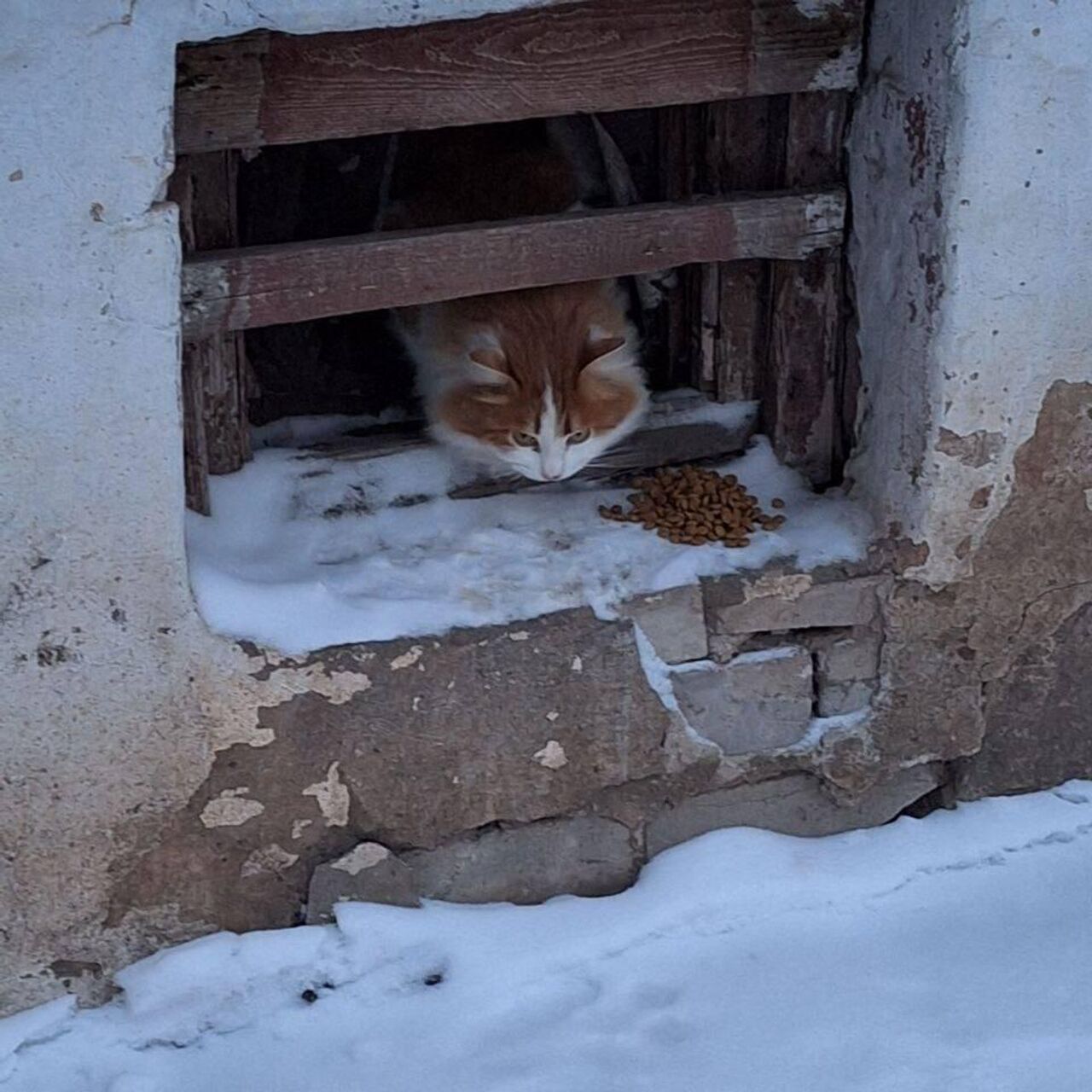 Коту, принятому в Кирове за Твикса, ищут хозяев - РИА Новости, 22.01.2024