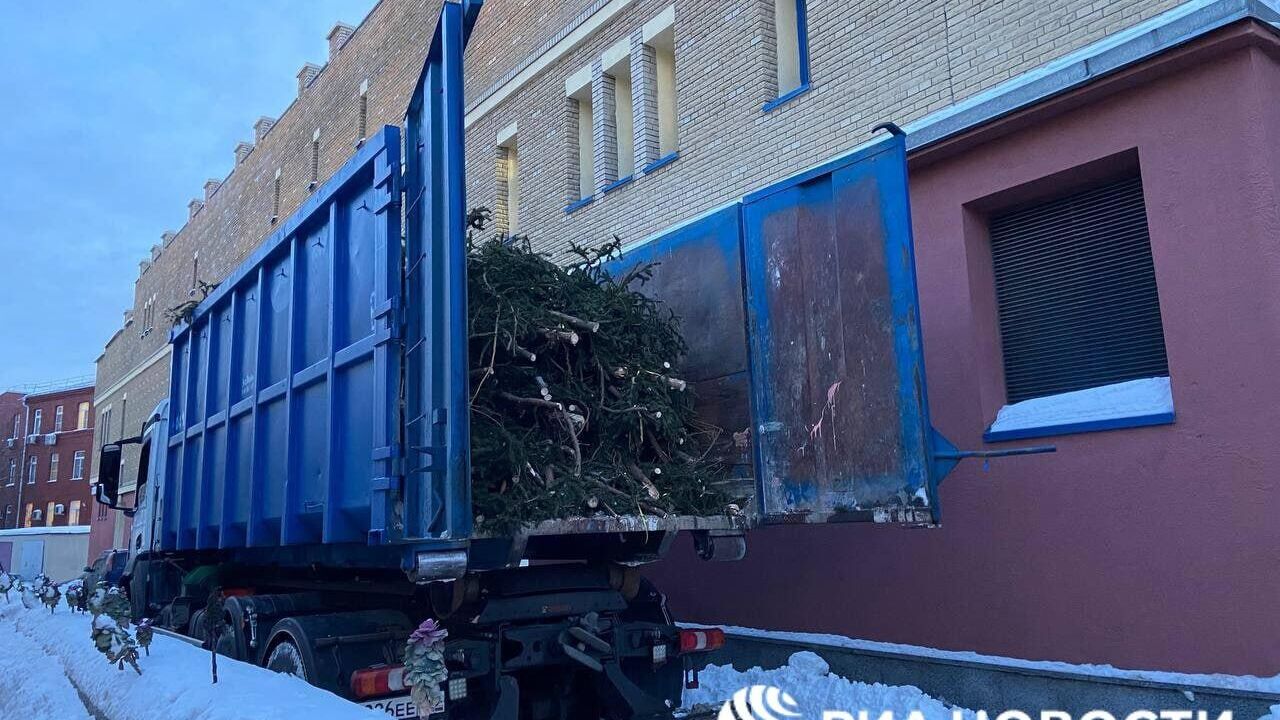 Хвоя с главной новогодней ели, которую передали в московский зоопарк - РИА Новости, 1920, 22.01.2024