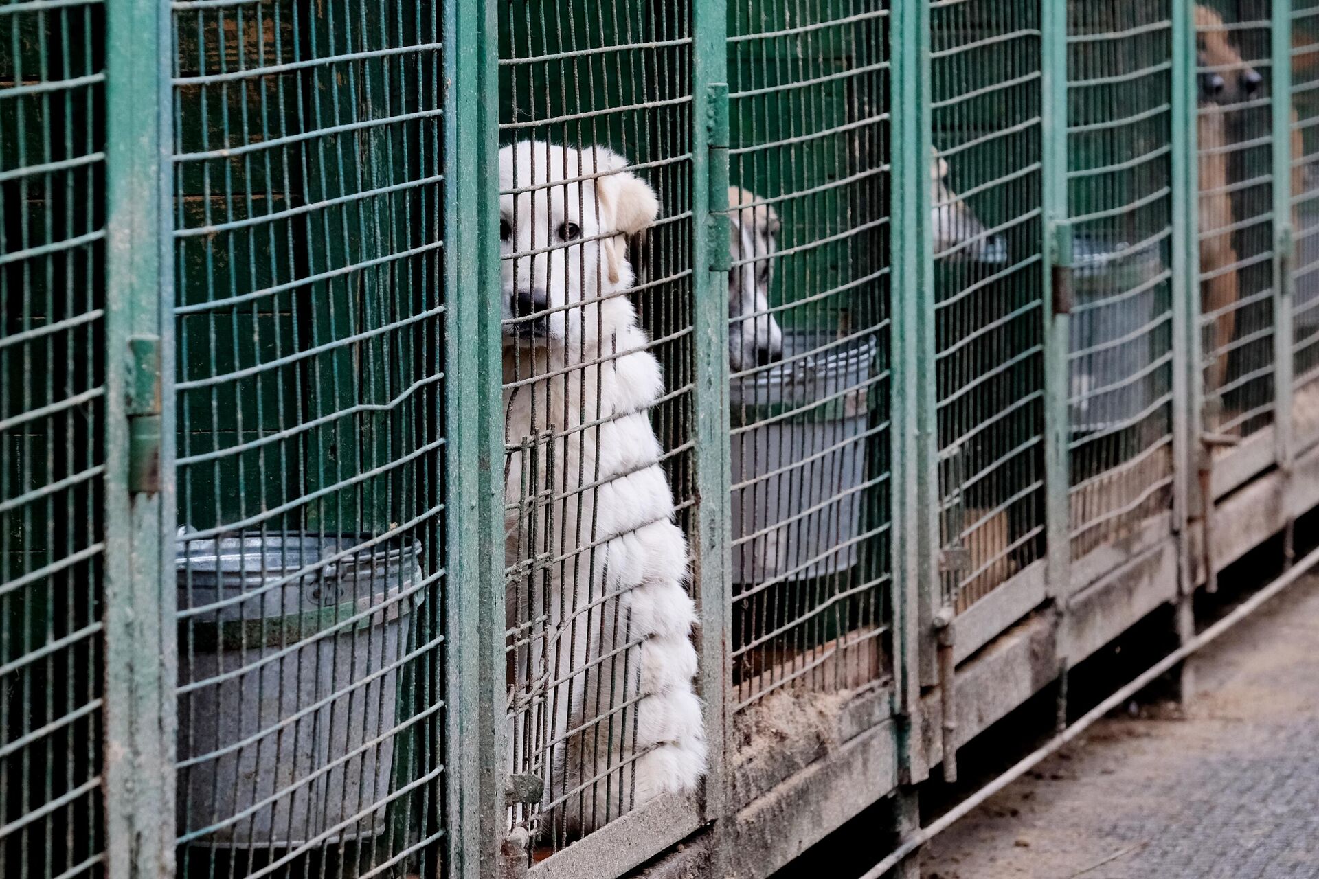 Собаки в вольерах на территории приюта для бездомных животных - РИА Новости, 1920, 25.01.2024