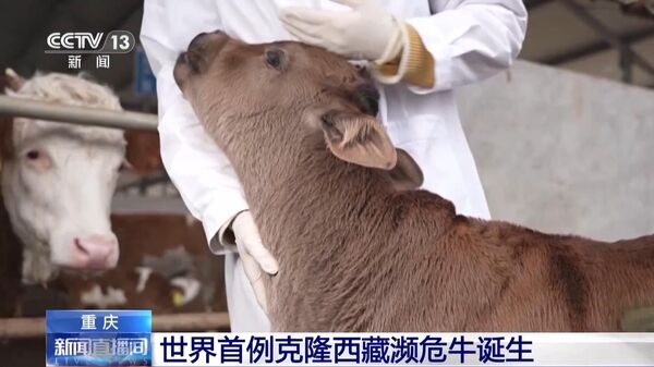 Корова, клонированная в Китае при помощи переноса ядер соматических клеток