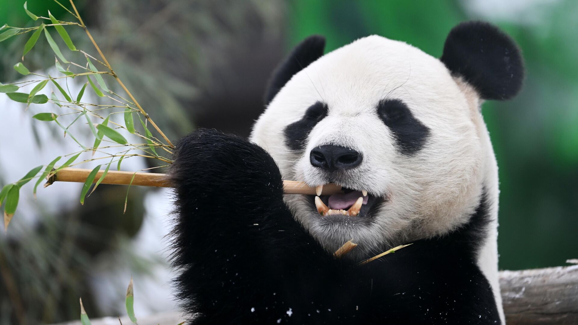 Большая панда в Московском зоопарке - РИА Новости, 1920, 27.07.2025