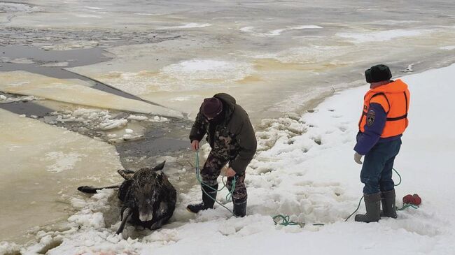 Спасение лося на Костромском разливе Горьковского водохранилища 