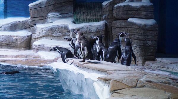 Пингвины Гумбольдта стали родителями в Приморском океанариуме во Владивостоке