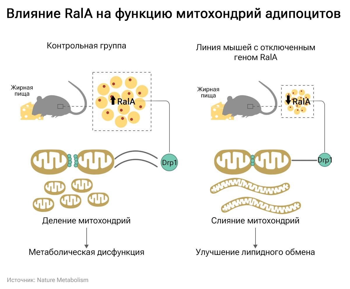 Диета с высоким содержанием жиров приводит к дисфункции митохондрий в адипоцитах белой жировой ткани и нарушению липидного обмена - РИА Новости, 1920, 01.02.2024