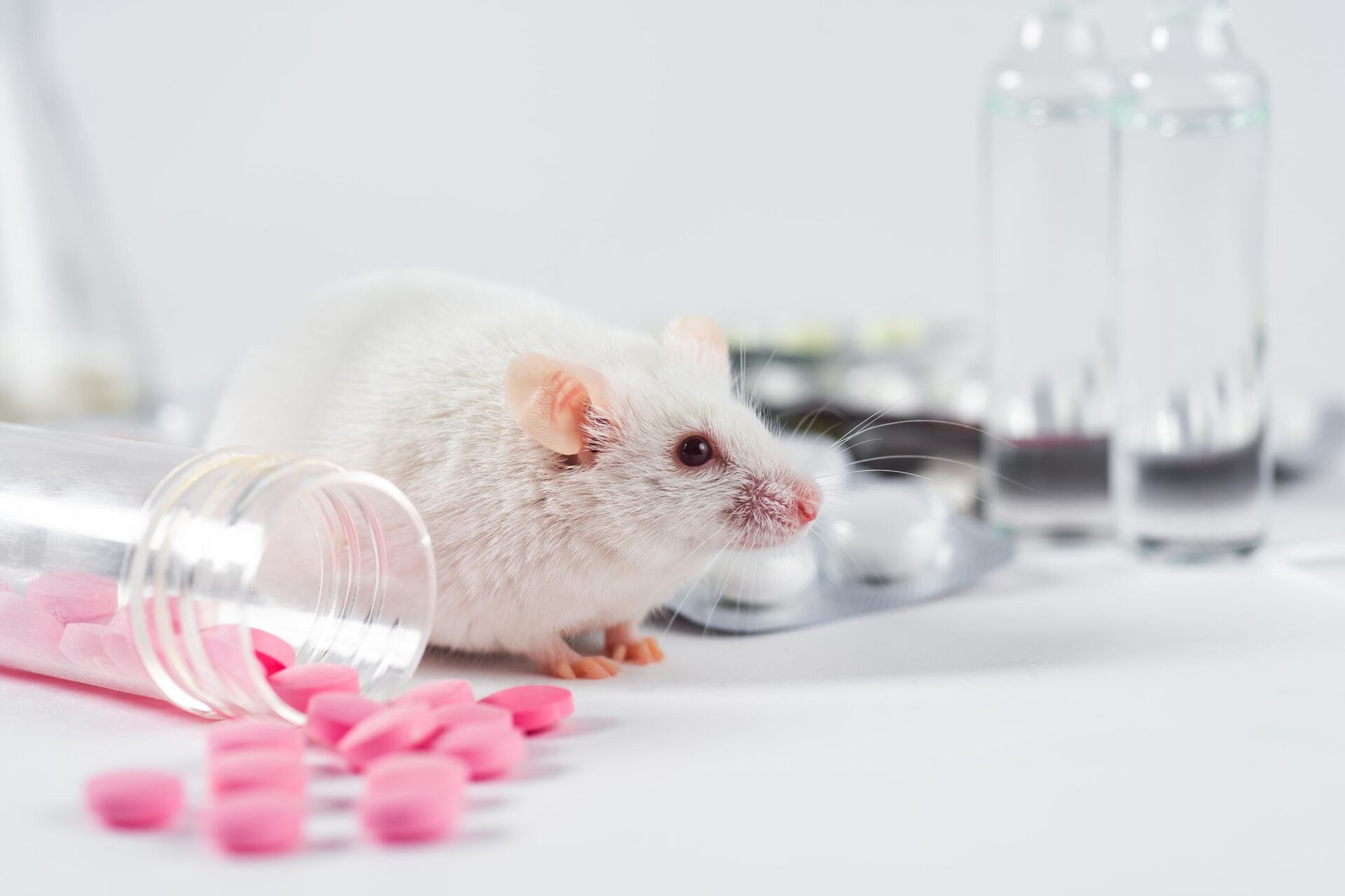 Вакцина мыши. Картинки лабораторных животных. Стробоском опыт с животными.