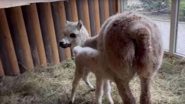 У альпака родился детеныш в зоопарке Бахчисарайского парка миниатюр в Крыму