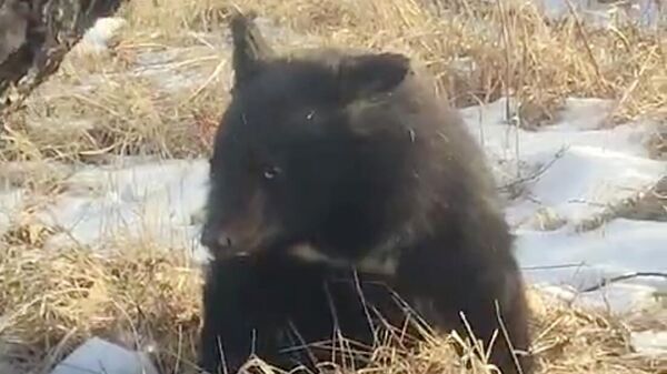 Медвежонок, обнаруженный в Пограничном округе Приморья