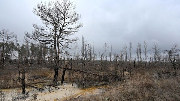 Сгоревшие леса в окрестностях Северодонецка