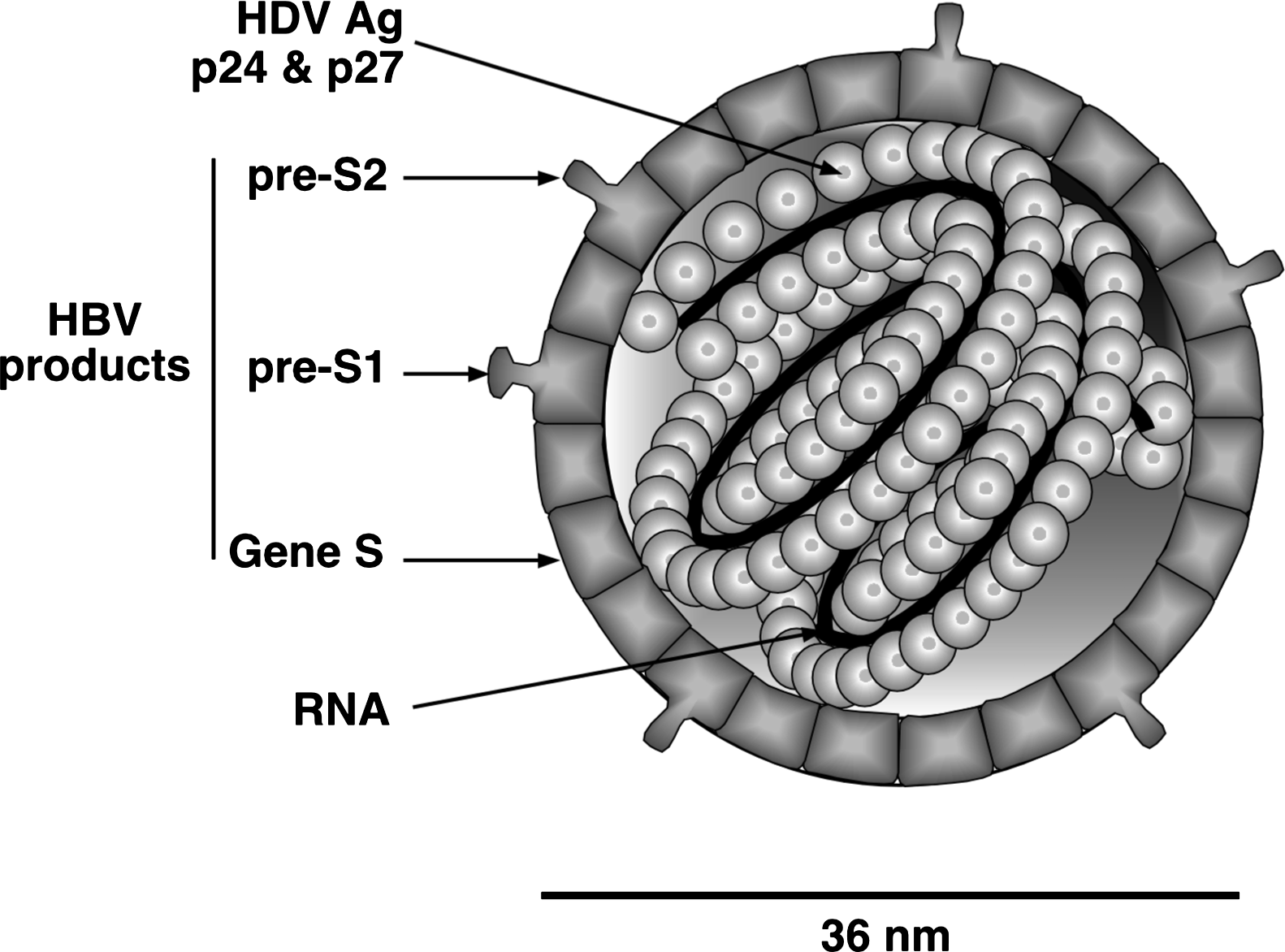 Hepatitis Delta Virus (HDV) - РИА Новости, 1920, 07.02.2024