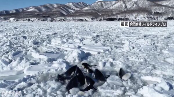 Косатки, застрявшие в дрейфующих льдах у побережья Хоккайдо
