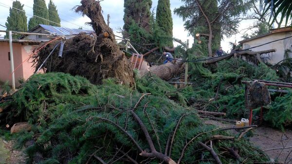 Многолетний кедр, рухнувший в результате ураганного ветра в Ялте