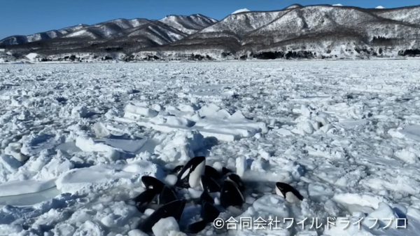 Косатки, оказавшиеся в ловушке в дрейфующих льдах у побережья северного японского городка Раусу на побережье Кунаширского пролива