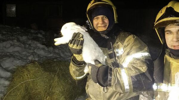 Восьмерых кроликов вынесли омские спасатели из пожара в садоводстве Любитель-2 в Центральном округе города Омска