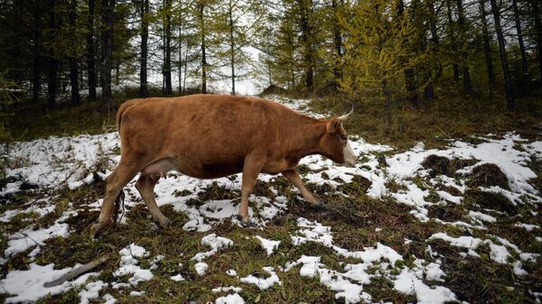 Пасущаяся корова в горах Республики Алтай