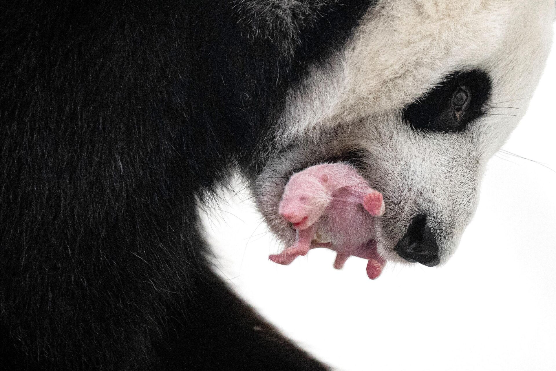 Московская панда с детенышем. Панда в Московском зоопарке 2023. Панда в Московском зоопарке. Пандёнок. Панда жуи в Московском зоопарке.