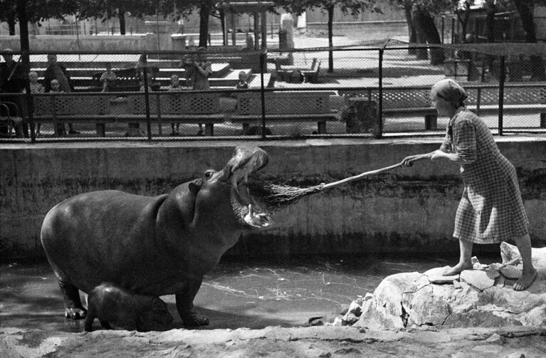 Работа Московского зоопарка во время Великой Отечественной войны 1941-1945 годов