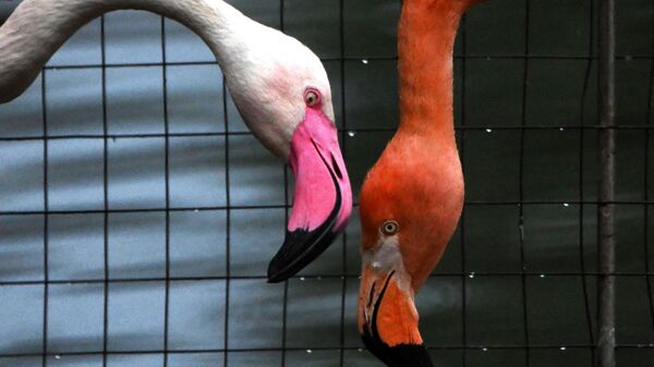 Красный и розовый фламинго с птенцом в Московском зоопарке