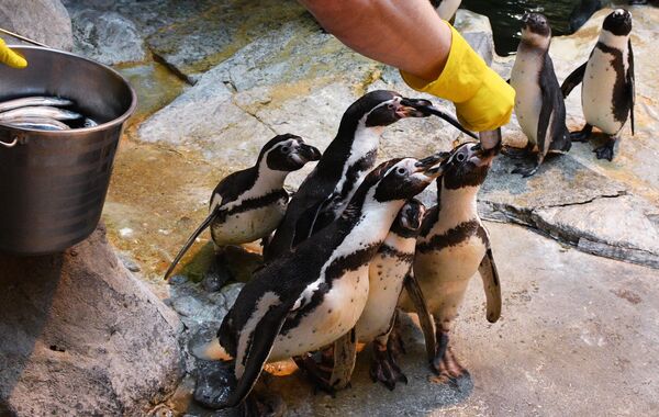 Сотрудник Московского зоопарка кормит пингвинов Гумбольдта рыбой
