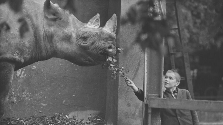 Юный посетитель Московского зоопарка у вольера с носорогом. 1975 год