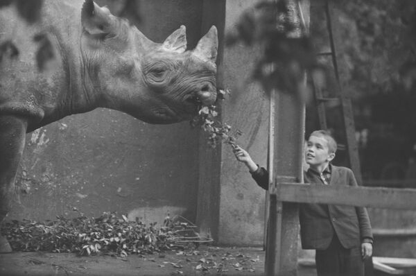 Юный посетитель Московского зоопарка у вольера с носорогом. 1975 год