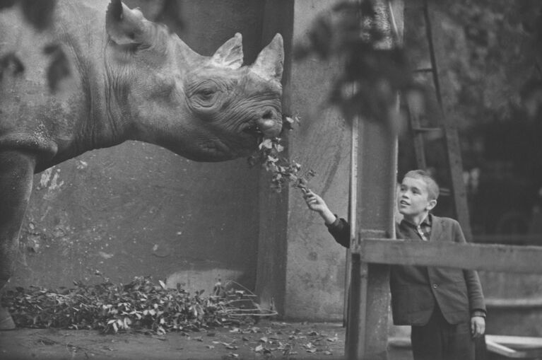 Юный посетитель Московского зоопарка у вольера с носорогом. 1975 год