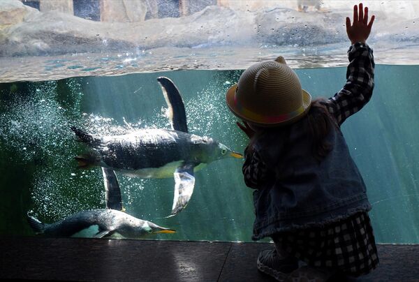 Юная посетительница наблюдает за пингвинами в Московском зоопарке