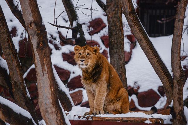 Лев в московском зоопарке после сильного снегопада